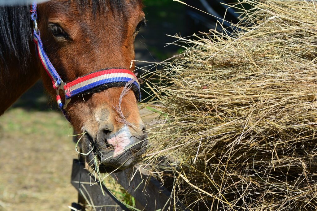 Shetland Pony braun mit rot-weiss-blauen Halfter frisst genüsslich Heu