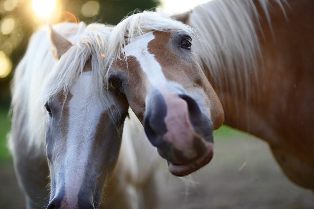 Zwei Haflinger Pferde mit blonder Mähne. PSSM?