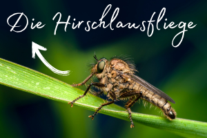 Die Hirschlausfliege​