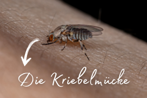 Die Kriebelmücke​