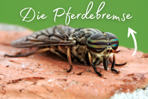 Die Pferdebremse​
