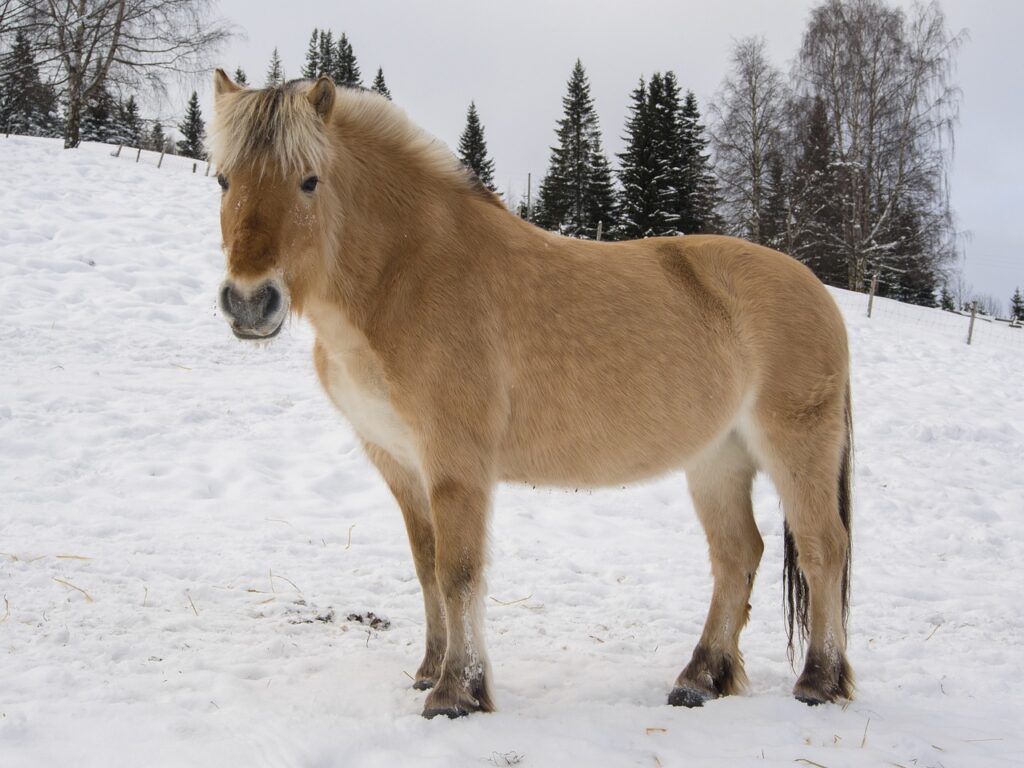 Hellbraunes Norweger Pony mit Lahmheit auf der Winterkoppel mit Schnee