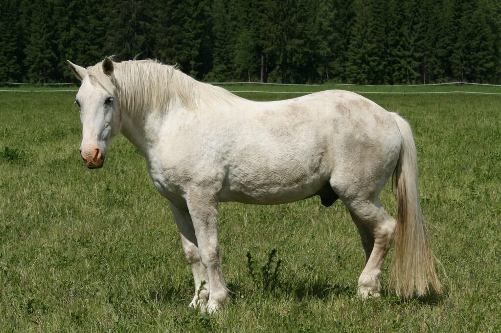 Weisses Pferd mit PSSM und stumpfen Fell auf der grünen Pferdekoppel