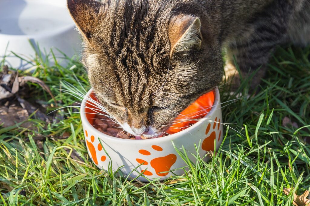 Getigerte Katze frisst aus einem Futternapf Katzenfutter