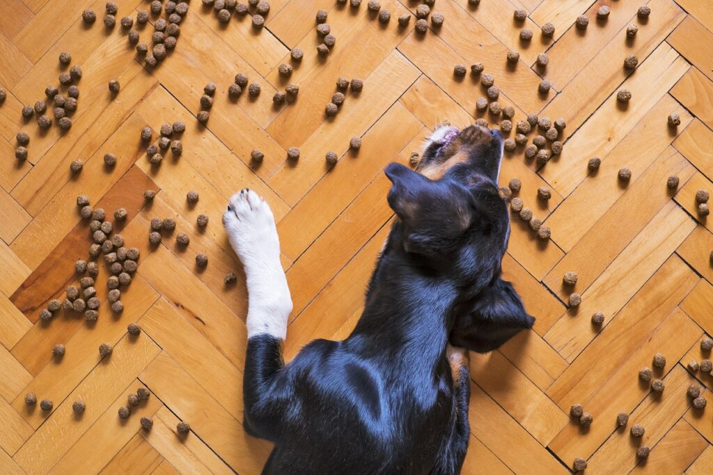 Schwarzer Hund mit weisser Pfote frisst Trockenfutter über den Parketboden verteilt. Vitalfutter für Hunde