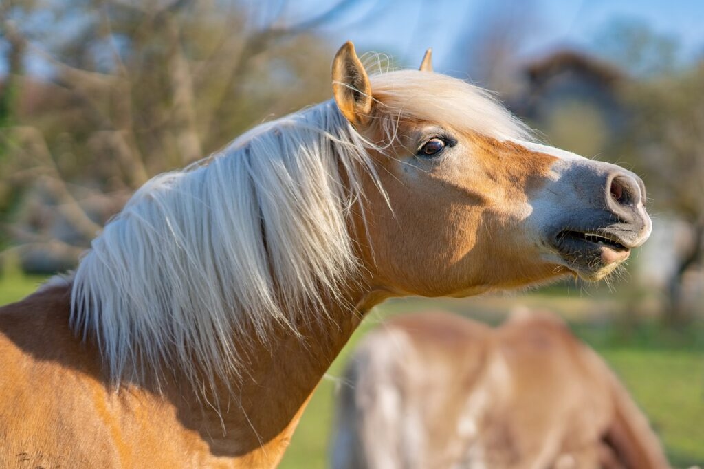 Headshaking Haflinger Pferdekopf im Hintergrund die grüne Koppel mit anderem Pferd
