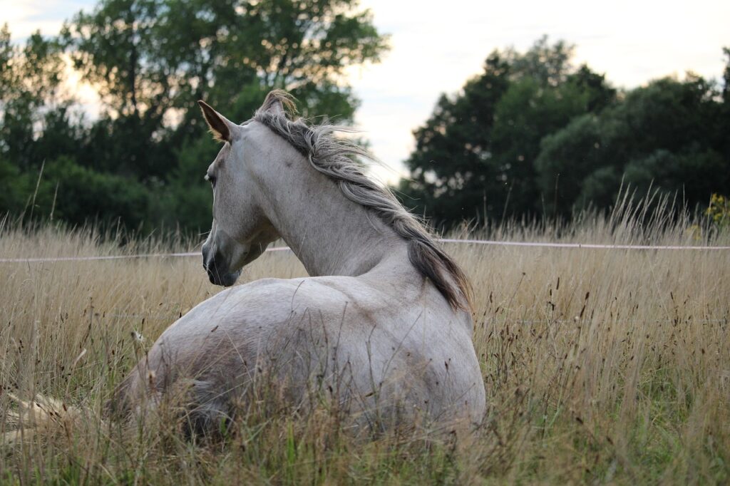 Schimmel Shivering Pferd auf der Koppel mit hochstehenden Gräsern