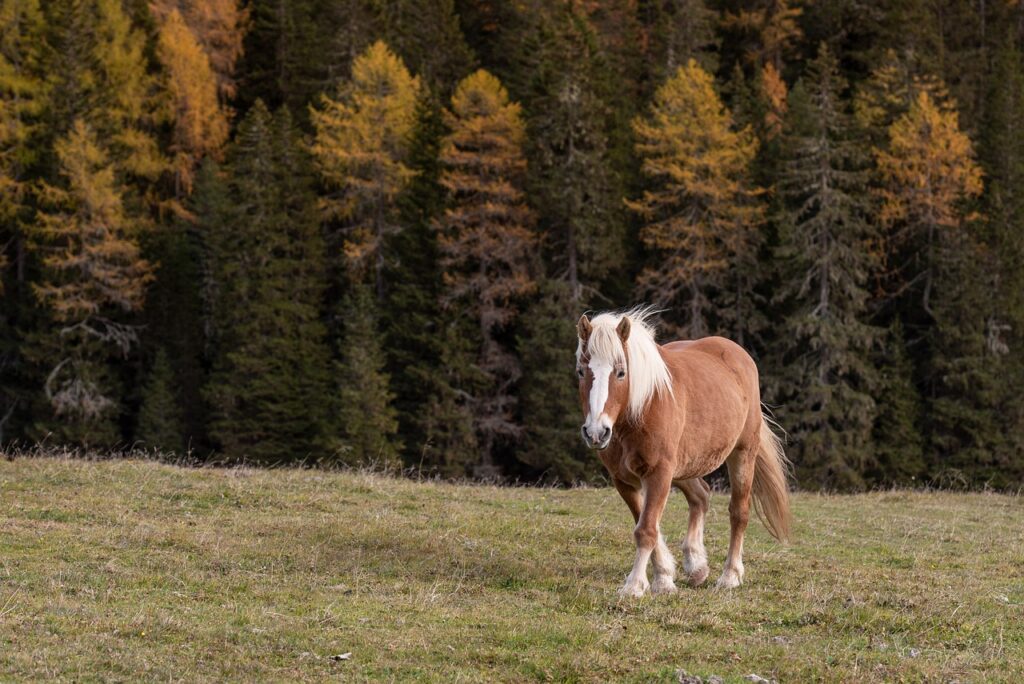 PSSM empfindliches Haflingerpferd auf der herbstgrünen Weide im Hintergrund Wald