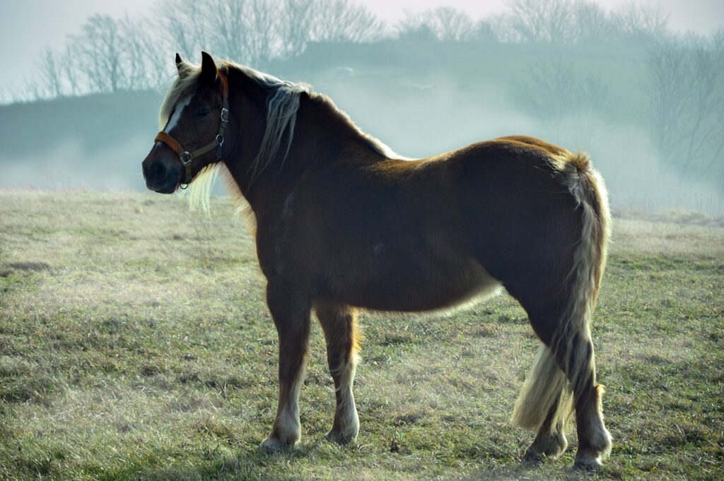 Leicht übergewichtiges Haflinger Pferd steht auf einem Sandplatz