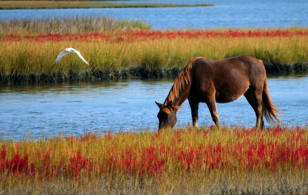Fuchsfarbenes Kolik Pferd grast am Fluss zwischen Gräsern und Mohnblumen