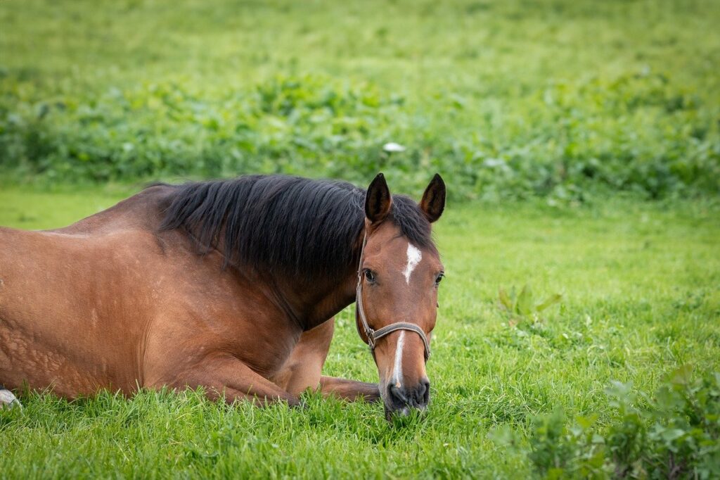 Braunes Pferd mit schwarzer Mähne liegt auf der Koppel - Verdacht auf Cushing | Un cheval brun à la crinière noire se trouve au paddock - suspicion de Cushing | Cavallo marrone con criniera nera sdraiato nel paddock - sospetta malattia di Cushing