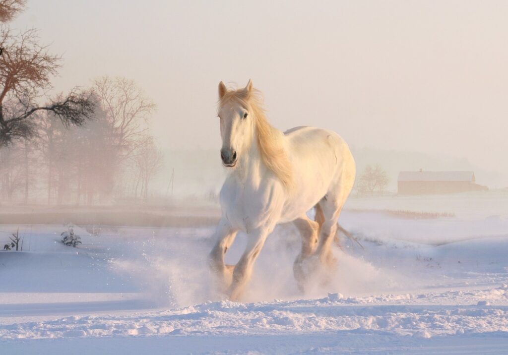 Weisses Pferd gut aufgefüttert im Winter auf schneebedeckter Koppel | Cheval blanc bien nourri en hiver sur un paddock enneigé