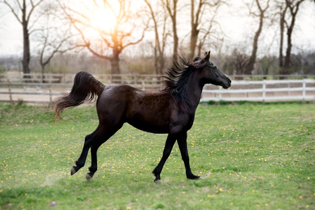 Schwarzes Pferd im Galopp mit wehendem Schweif auf der grünen Graskoppel | Cheval noir au galop, la queue au vent, dans un paddock d'herbe verte