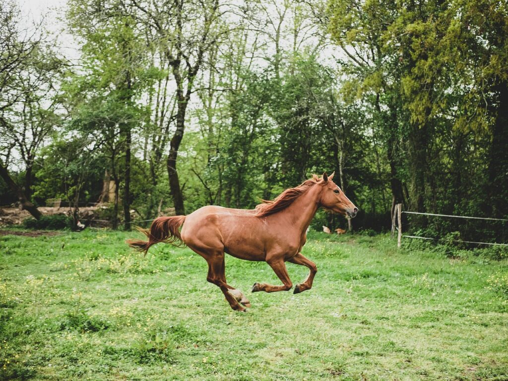 Galoppierendes fuchsfarbenes Pferd auf grüner Koppel mit Zaun und Bäumen im Hintergrund | Cheval alezan au galop sur un paddock vert avec une clôture et des arbres en arrière-plan.