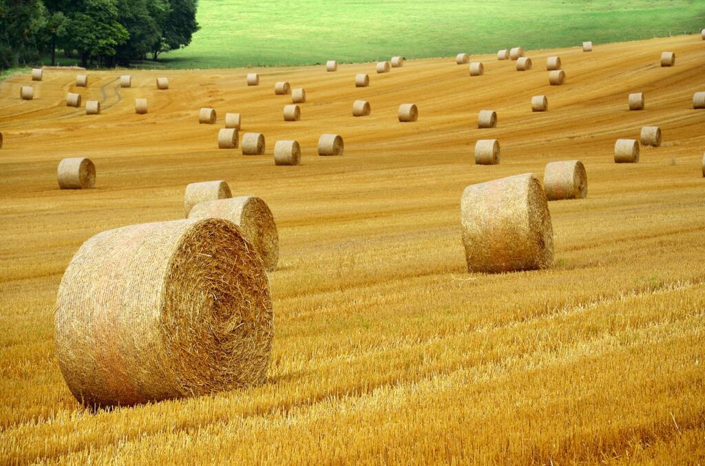 Goldgelbes Getreidefeld mit runden fertig gepressten Strohballen von der Stroh- und Getreideernte | Champ de céréales jaune doré avec des balles de paille rondes et compressées provenant de la récolte de paille et de céréales.