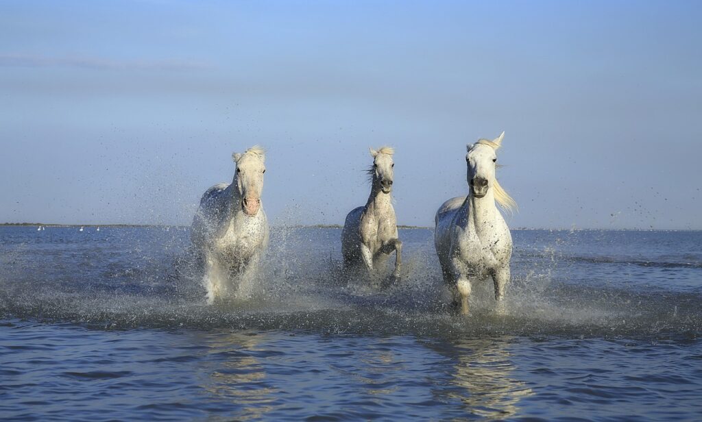 Drei weisse Schimmel Pferde traben im Wasser Training für Gelenke und bessere Beweglichkeit.