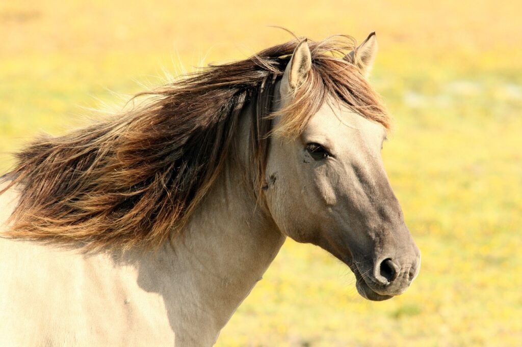 Isländer Pferd mit hellem Fell und dunkler Mähne | Cheval islandais à la robe claire et à la crinière foncée