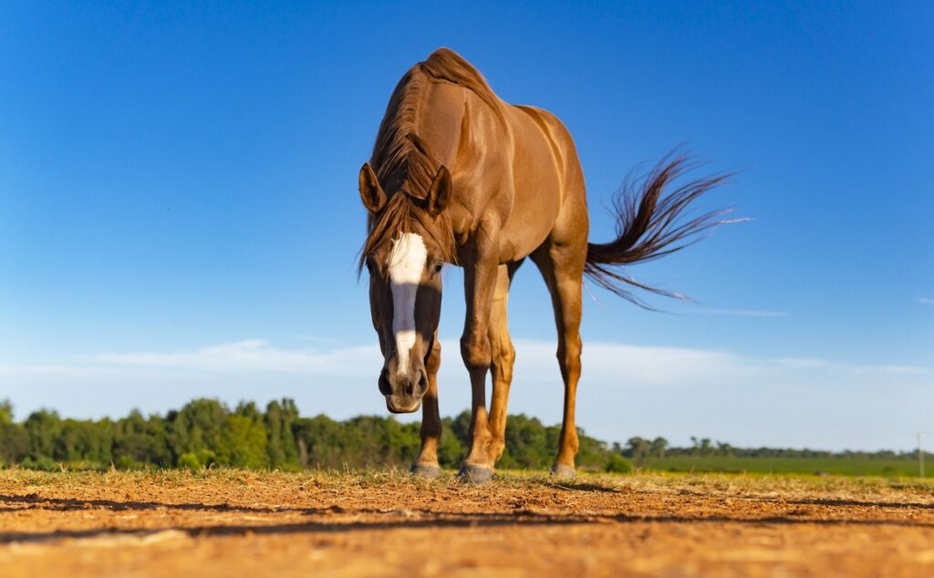 Fuchsfarbenes Pferd mit weisser Blesse und Verdacht auf Gallen steht mit gesenktem Kopf auf einer Sandkoppel. | Un cheval alezan avec une liste blanche et une suspicion de bile se tient la tête baissée sur un paddock de sable.