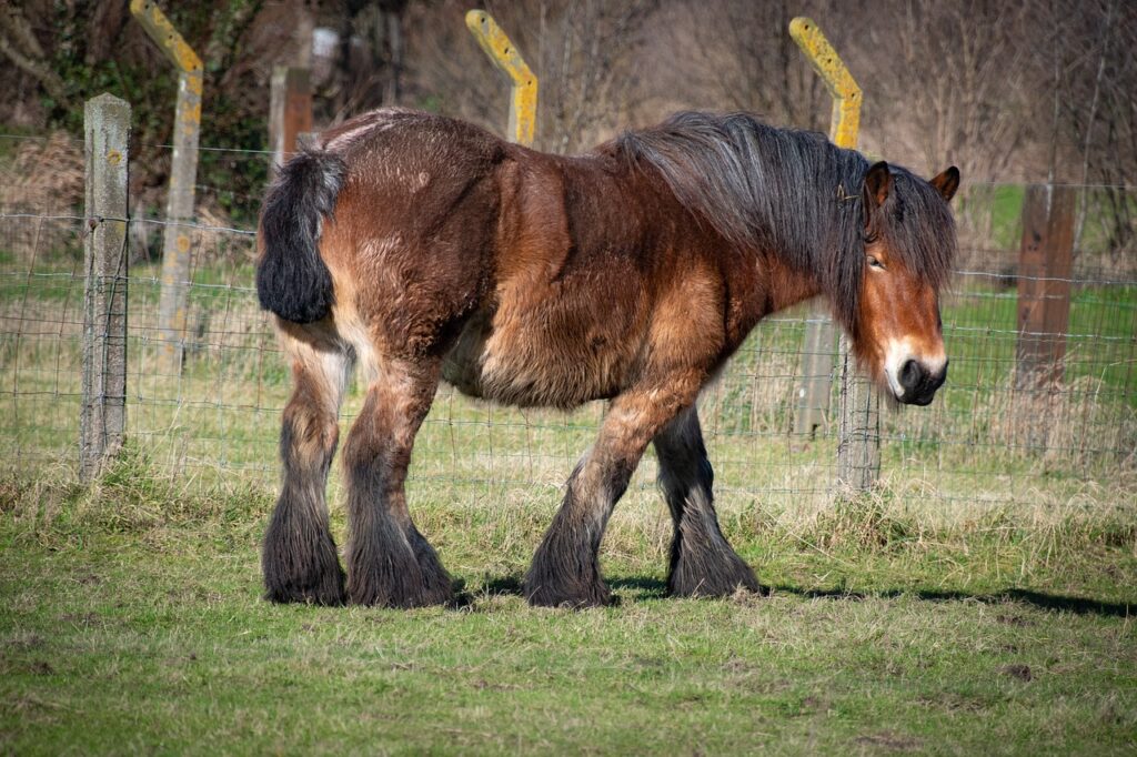 Schweres braunes Kaltblutpferd mit fortgeschrittener Arthrose bei Pferden | Cheval lourd de sang froid brun souffrant d'arthrose avancée chez les chevaux