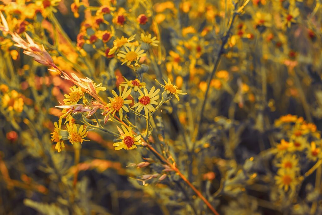 Das gelb-blühende Jakobs-Greiskraut, auch Jakob-Greiskraut und Jakobs-Kreuzkraut sowie Jakobskraut gilt als eine der Giftpflanzen für Pferde | Le séneçon jacobée à fleurs jaunes, également appelé séneçon jacobée et séneçon jacobée, est considéré comme l'une des plantes toxiques pour les chevaux.