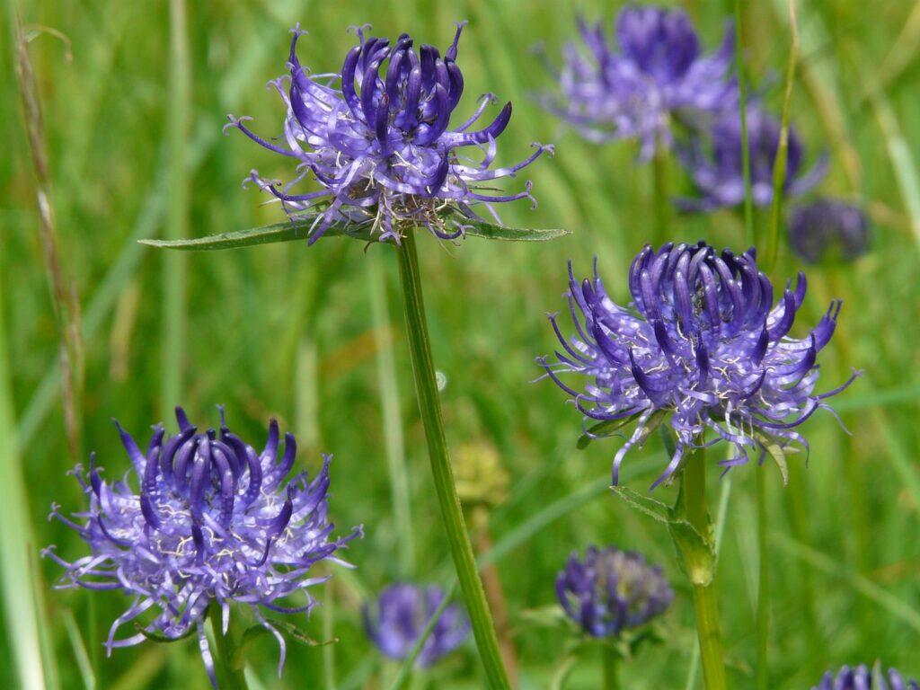 Teufelskralle Heilpflanze mit lila Blüte