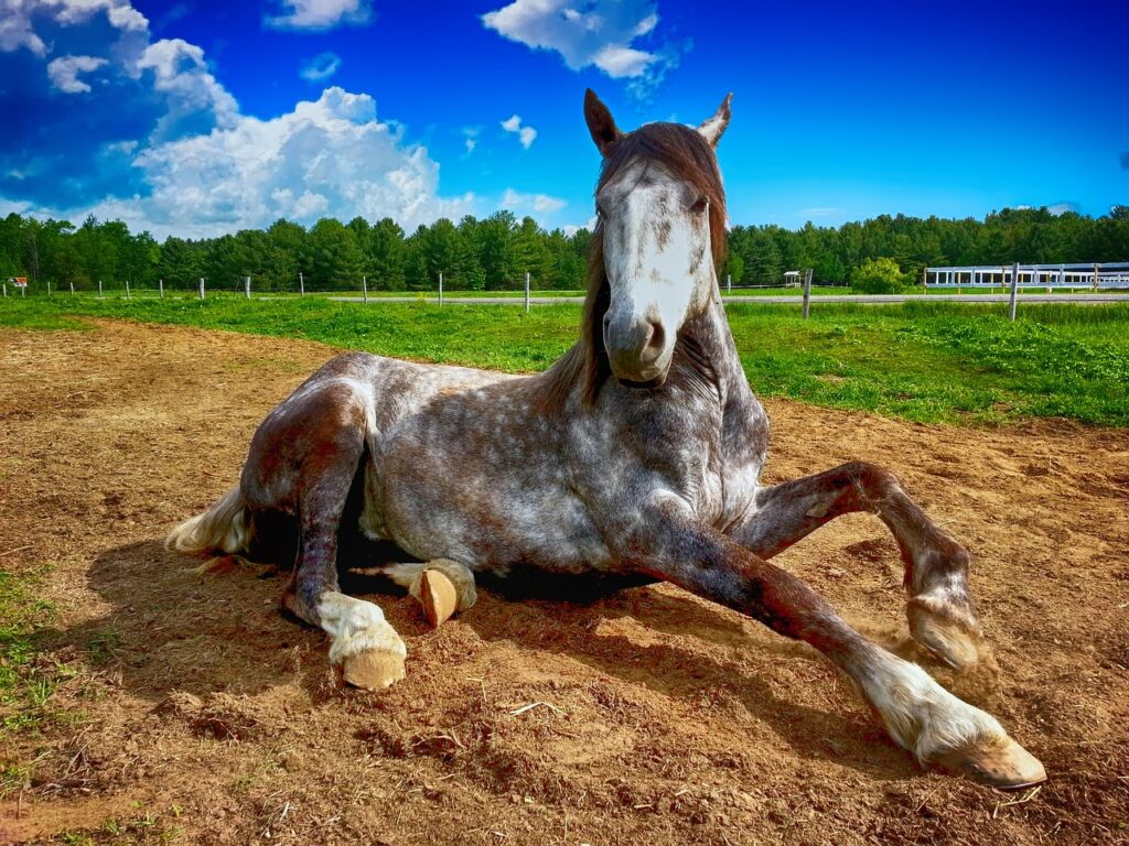 Liegendes Pferd - Apfelschimmel im Sand. Leber-Stoffwechselkur für Pferde | LEXA Wiki