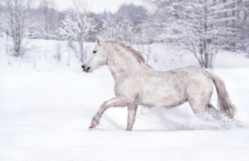 Weisses Pony im Winter galoppiert durch den Schnee