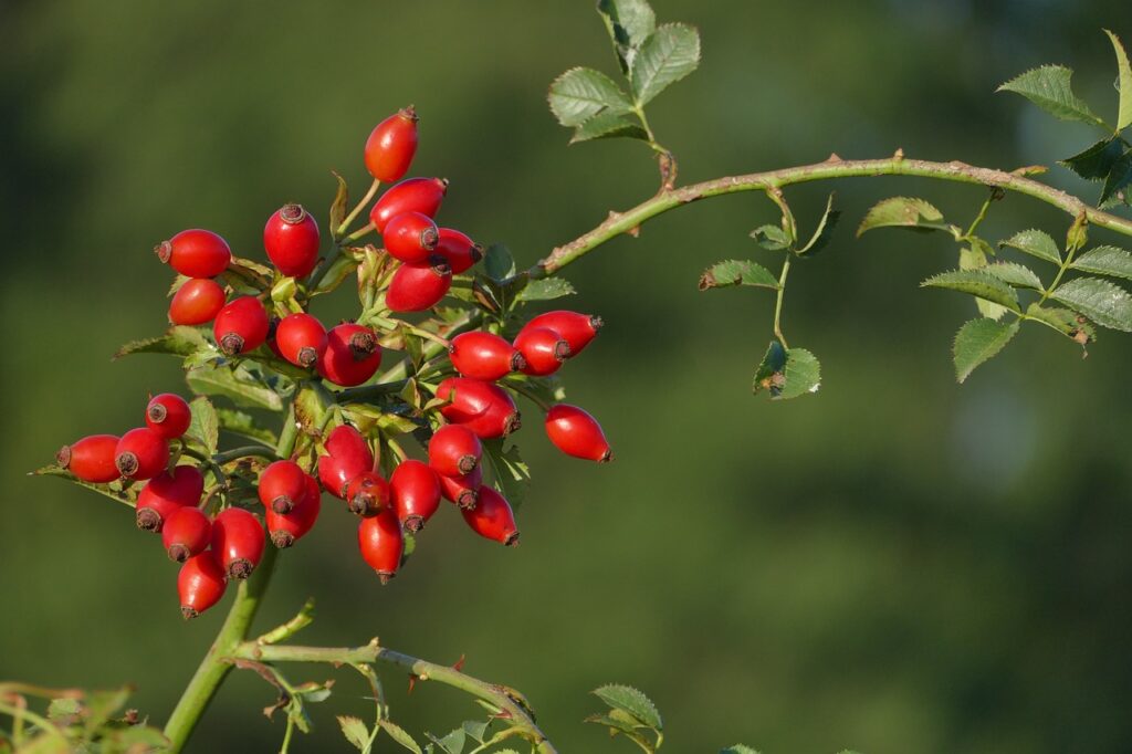 Hagebutten für Pferde: Natürliche Gesundheit & Vitalität | LEXA Pferdefutter Wiki