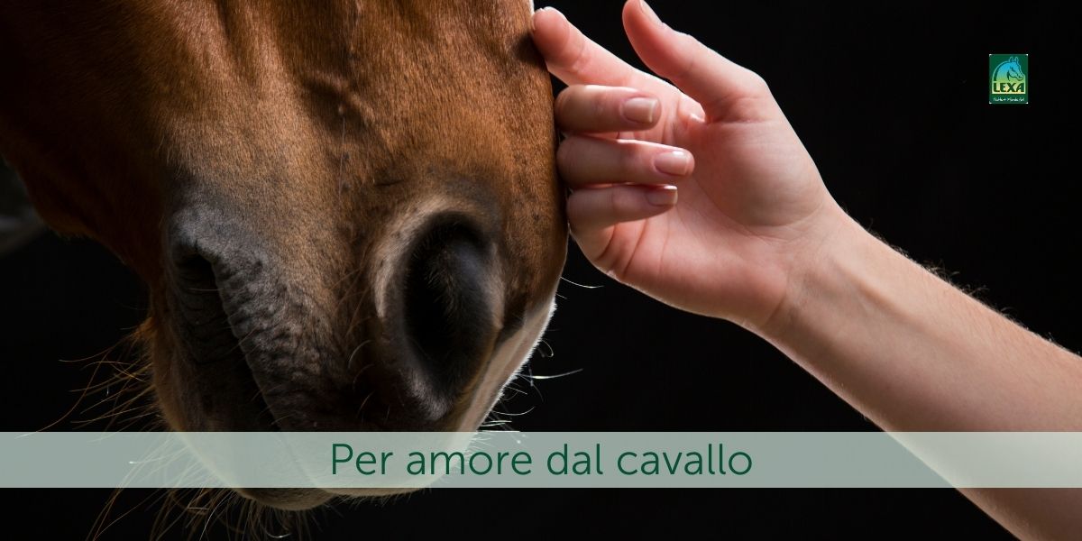 Accarezza il cavallo con la mano sopra il naso - Per amore del cavallo