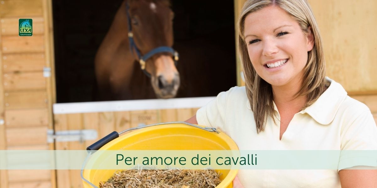 Lexa Per amore dei cavalli Una donna con un secchio giallo sullo sfondo guarda un cavallo marrone dalla sua scatola