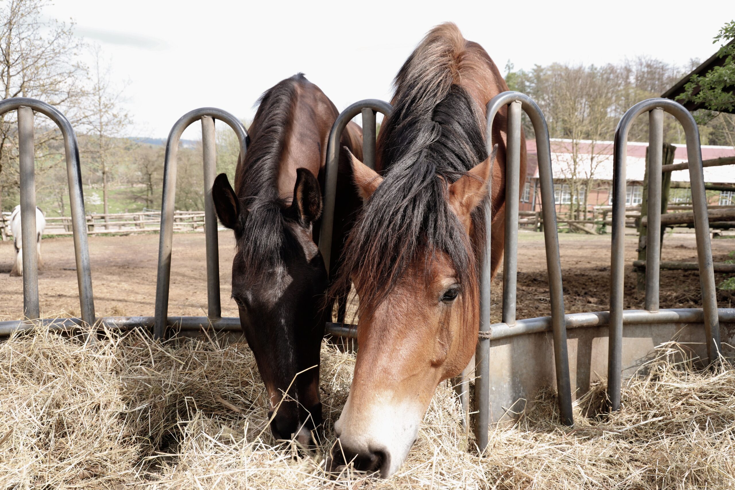 Two horses enjoying hay at a countryside farm stable on a sunny day.